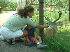 thumbs/KoluFeedingDeer2001a.JPG.jpg