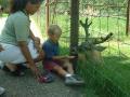 thumbs/EmmonFeedingDeer2001b.jpg.jpg