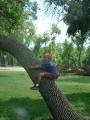 thumbs/EmmonTryingToClimbTreeNodak2001c.jpg.jpg