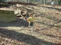 thumbs/AllashaRunningPark2001.jpg.jpg