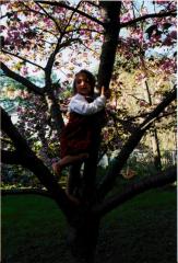 thumbs/AllashaCherryTree1.jpg.jpg