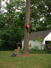 thumbs/EmmonWayUpInAPineTree.JPG.jpg