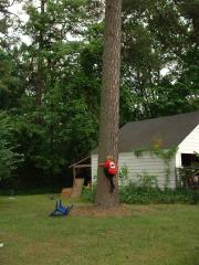 thumbs/emmonclimbingpinetree1.JPG.jpg