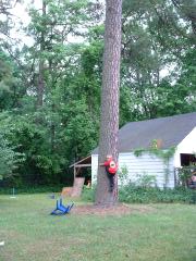 thumbs/emmonclimbingpinetree2.JPG.jpg