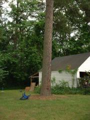 thumbs/pinetree.JPG.jpg