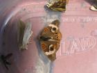 thumbs/IMG_1702.jpg