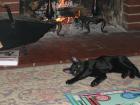 thumbs/IMG_2180.jpg