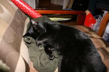 thumbs/pic20061225T154354.jpg