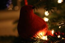 thumbs/pic20061225T173926.jpg