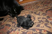 thumbs/pic20061225T175324.jpg