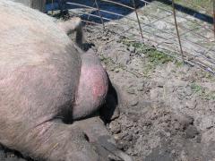 thumbs/img_3158.jpg