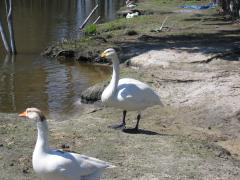 thumbs/img_3161.jpg