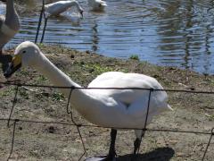 thumbs/img_3162.jpg