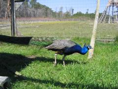 thumbs/img_3163.jpg