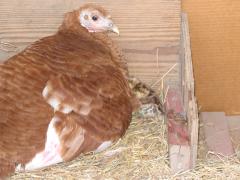 thumbs/img_3166.jpg