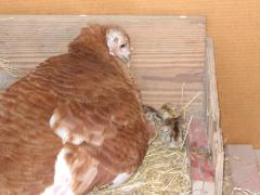 thumbs/img_3167.jpg