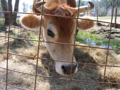 thumbs/img_3172.jpg