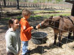 thumbs/img_3176.jpg