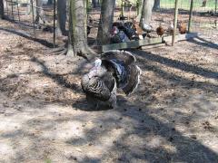 thumbs/img_3183.jpg