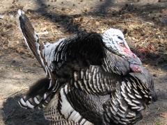 thumbs/img_3184.jpg