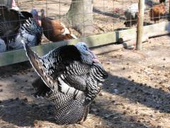 thumbs/img_3185.jpg