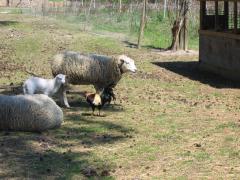 thumbs/img_3186.jpg