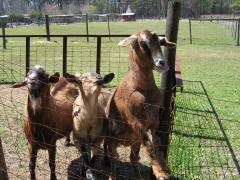 thumbs/img_3195.jpg