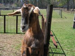 thumbs/img_3196.jpg