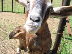 thumbs/img_3199.jpg