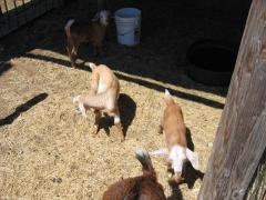 thumbs/img_3201.jpg