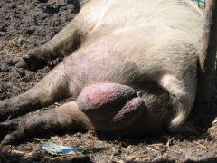 thumbs/img_3221.jpg
