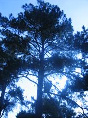 thumbs/img_3823.jpg