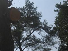 thumbs/img_3875.jpg