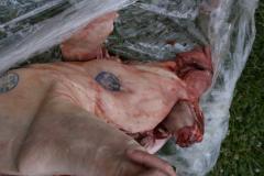 thumbs/img_6264.jpg.jpg