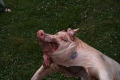 thumbs/img_6271.jpg.jpg
