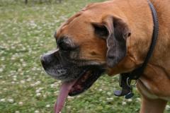thumbs/img_6326.jpg.jpg