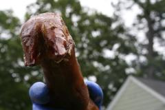 thumbs/img_6348.jpg.jpg