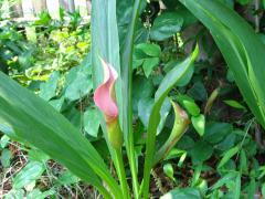 thumbs/img_5459.jpg.jpg