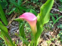 thumbs/img_5460.jpg.jpg