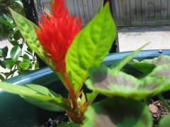 thumbs/img_5462.jpg.jpg