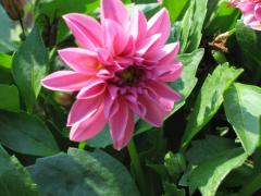 thumbs/img_5466.jpg.jpg